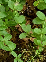 Galium scabrum