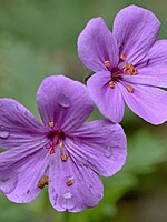 Geranium palmatum