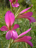 Gladiolus italicus