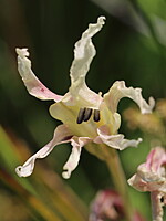 Gladiolus undulatus