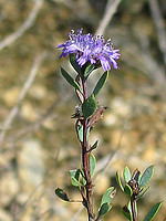 Globularia alypum