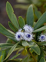 Globularia salicina