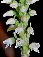 Goodyera macrophylla