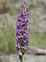Gymnadenia conopsea
