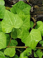 Hedera azorica