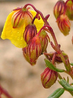 Helianthemum apenninum