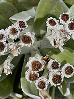 Helichrysum devium