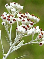 Helichrysum melaleucum