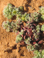 Herniaria algarvica
