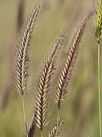 Hordeum secalinum