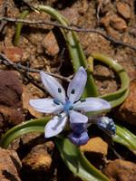 Hyacinthoides vicentina