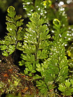 Hymenophyllum tunbrigense