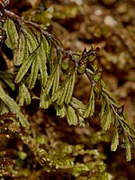 Hymenophyllum wilsonii