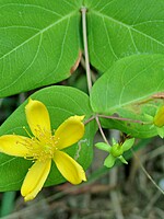 Hypericum grandifolium