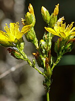 Hypericum montanum