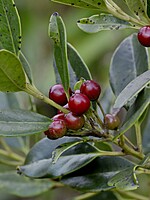 Ilex canariensis