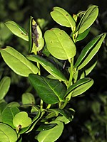 Ilex perado