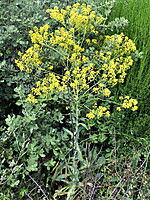 Isatis tinctoria