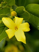 Jasminum odoratissimum