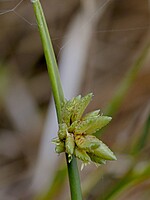 Juncellus laevigatus