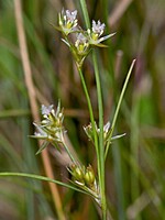 Juncus tenuis