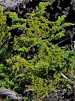 Juniperus brevifolia