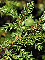 Juniperus brevifolia