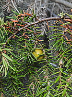 Juniperus oxycedrus