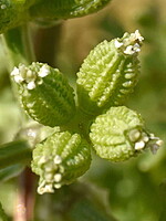 Krubera peregrina