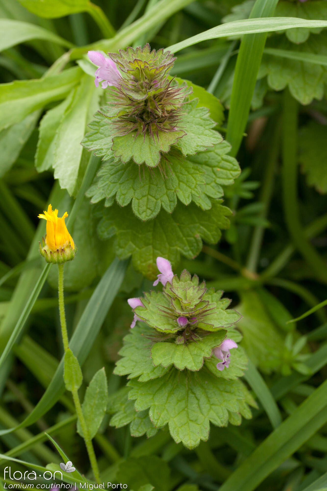 Lamium coutinhoi