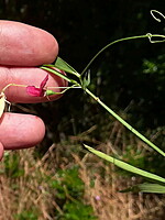Lathyrus setifolius