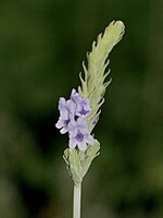 Lavandula pinnata