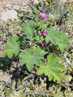 Lavatera mauritanica
