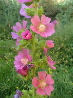 Lavatera triloba