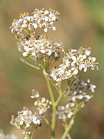 Lepidium latifolium