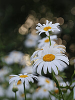 Leucanthemum lacustre