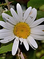 Leucanthemum merinoi
