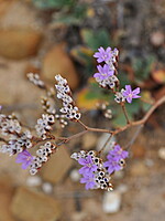 Limonium dodartii