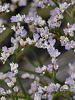 Limonium eduardi-diasii