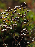 Limonium lanceolatum