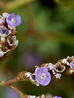 Limonium lowei