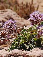 Limonium nydeggeri