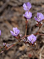 Limonium plurisquamatum