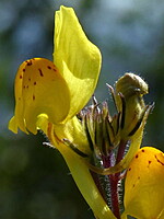 Linaria alfercensis