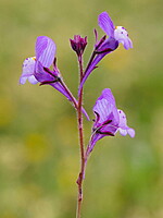 Linaria algarviana