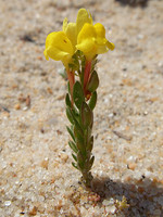 Linaria bipunctata