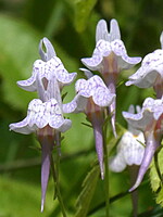 Linaria diffusa