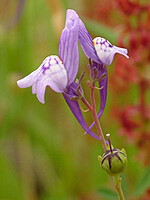 Linaria pseudamethystea