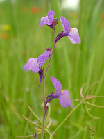 Linaria ricardoi