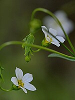 Linum catharticum